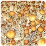 Псилоцибиновые (галлюциногенные) грибы в Вятских Полянах Psilocybin "Golden Teacher" Псилоцибиновые (галлюциногенные) грибы в Вятских Полянах Psilocybin "Golden Teacher"